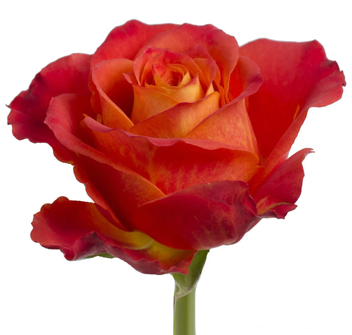 Rose Atomic