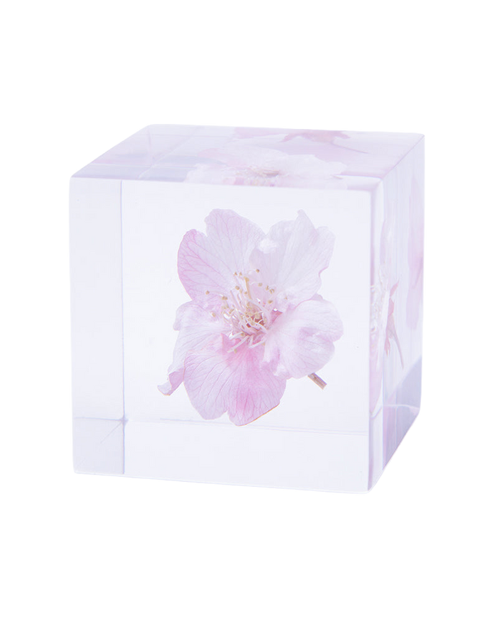 Sakura Sola Cube