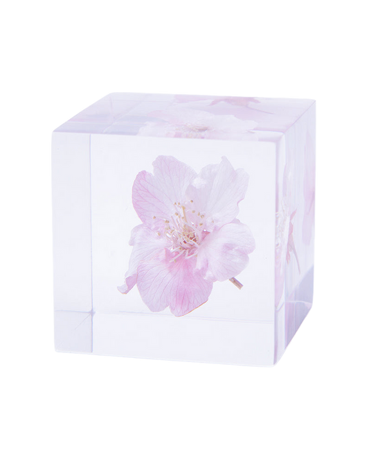 Sakura Sola Cube