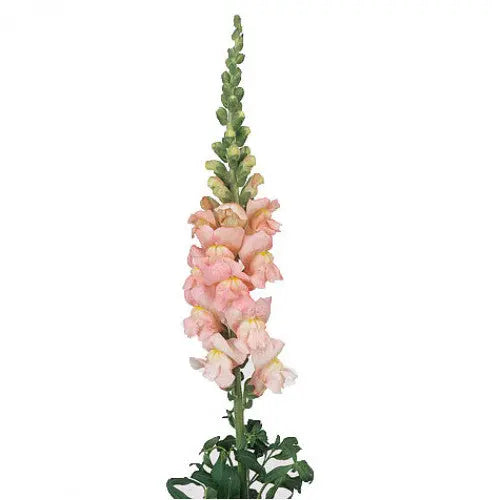 Snapdragon Light Pink