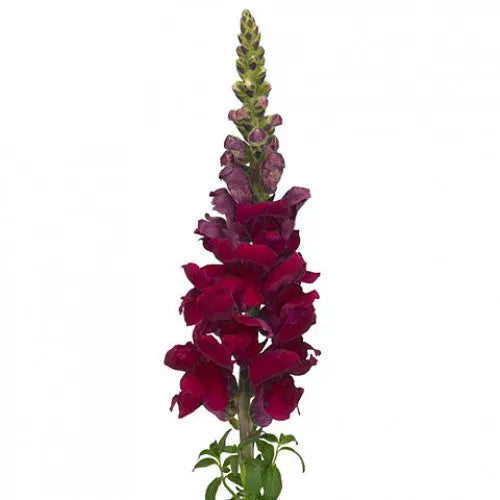 Snapdragon Red