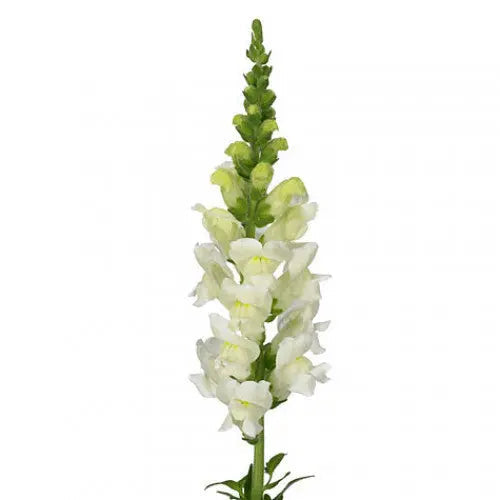 Snapdragon White