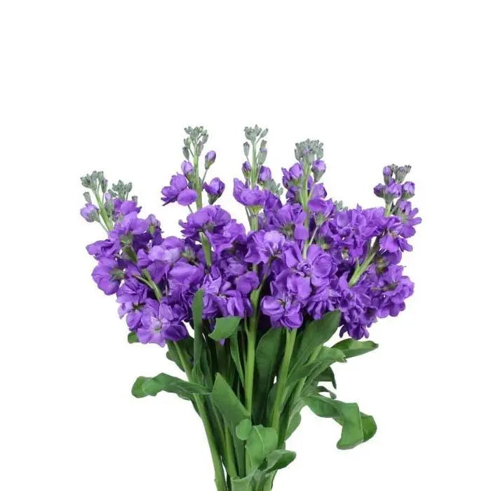 Stock Purple