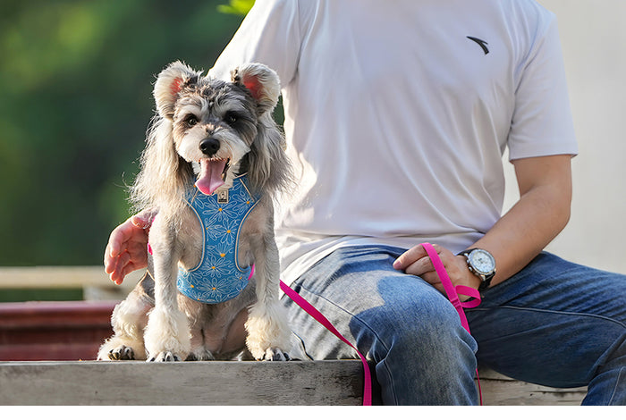 TrueLove Dog Harness and Leash Combination TLH2918 - Dog.Dog.Cat.
