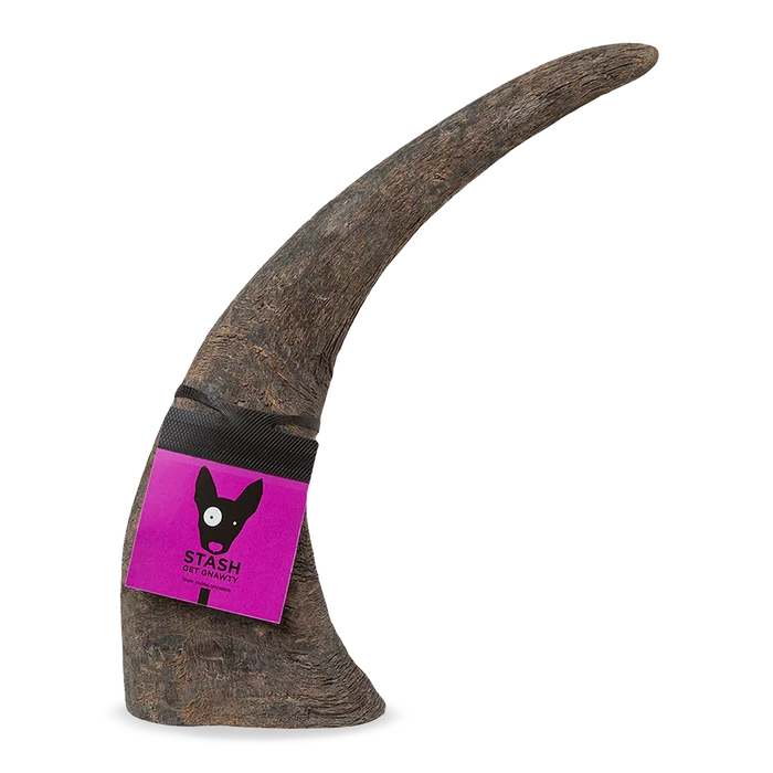 Longhorn