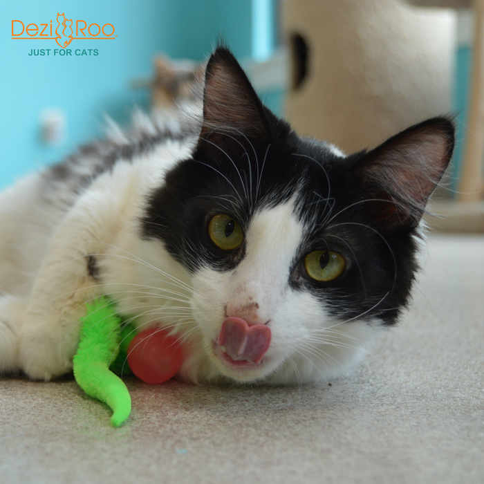 Wiggly Glow in the Dark Cat Toy Bouncy Ball - Dog.Dog.Cat.