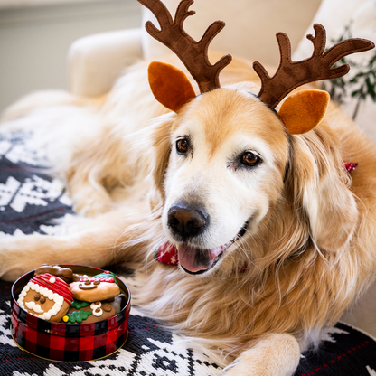 Wufers 12-Day Advent for Dogs | Giftable Santa's Silly Crew Cookie Box (12pk)