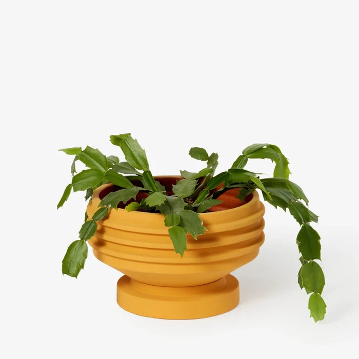 YELLOW-STRATA PLANT VESSEL